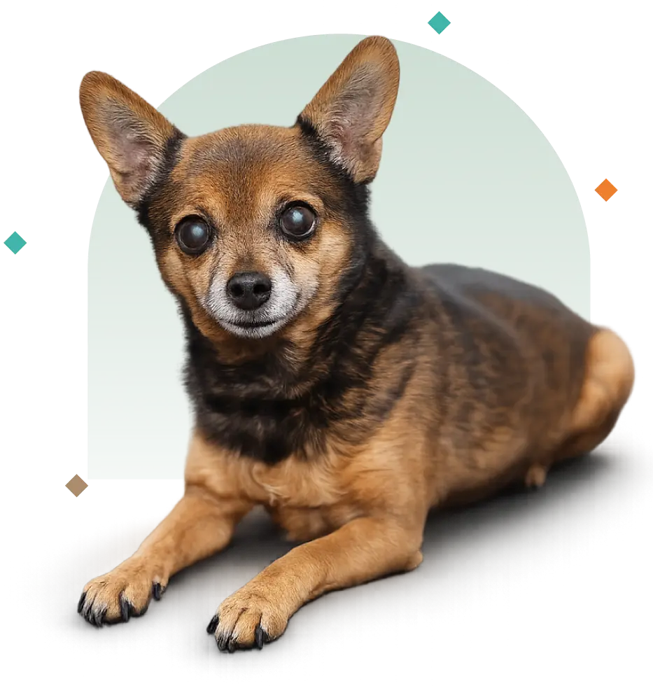 Hero servicios veterinarios en Chía Prana